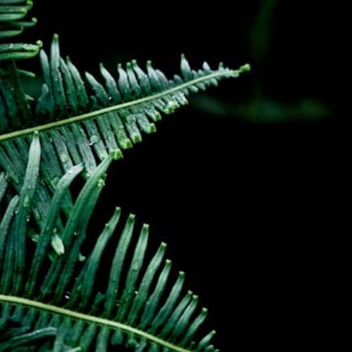 Japanese Raisin Tree