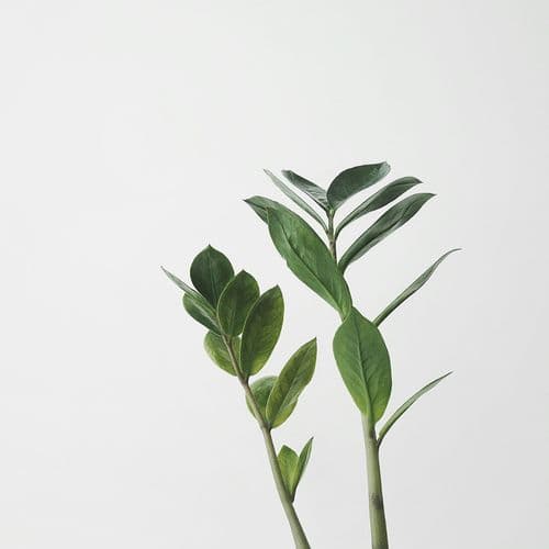 Mediterranean Spiraea